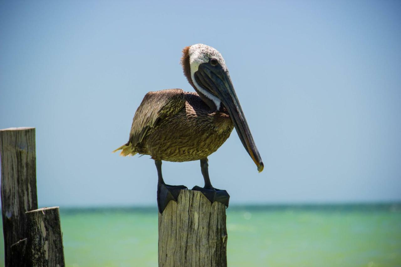 Golden Paradise Beachfront Holbox Extérieur photo